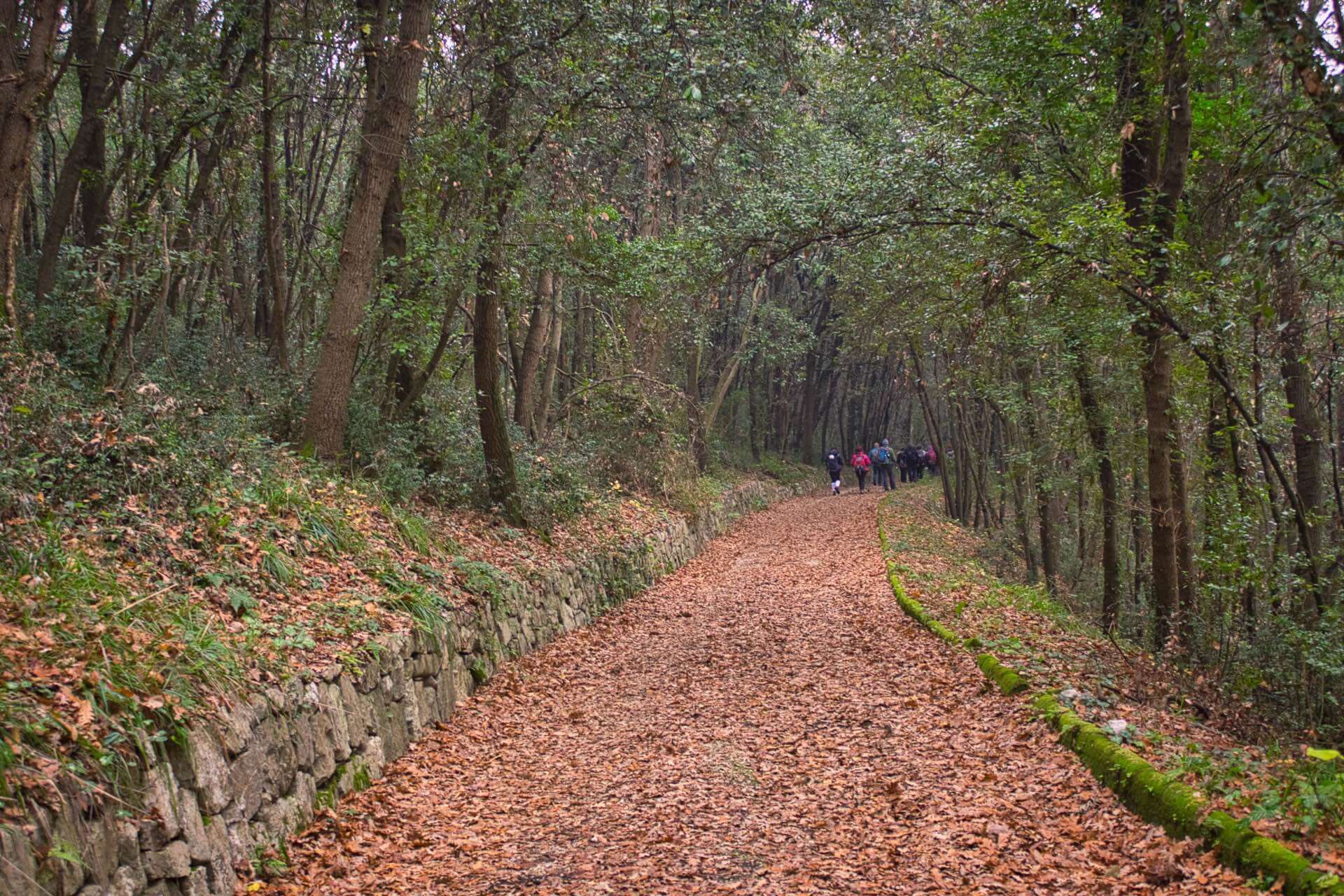 Trekking Doline Montepugliano, avenue bordée d’arbres