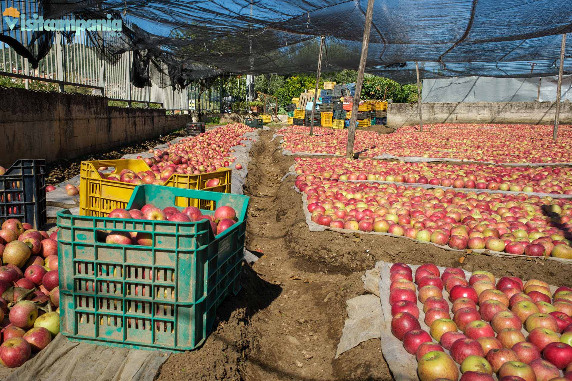 La manzana annurca del Valle di Maddaloni